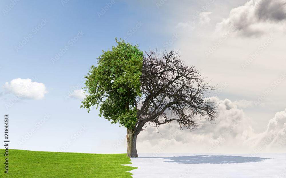 Fototapeta premium Seasons change