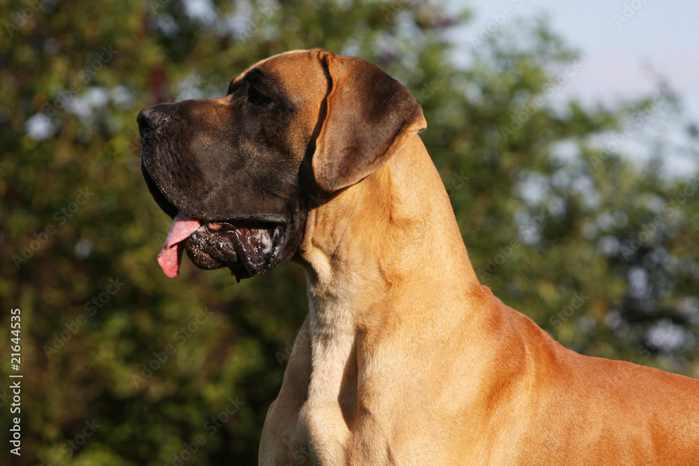 portrait d'un dogue allemand très fier