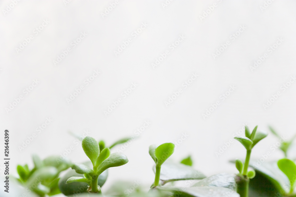 Naklejka premium a bud