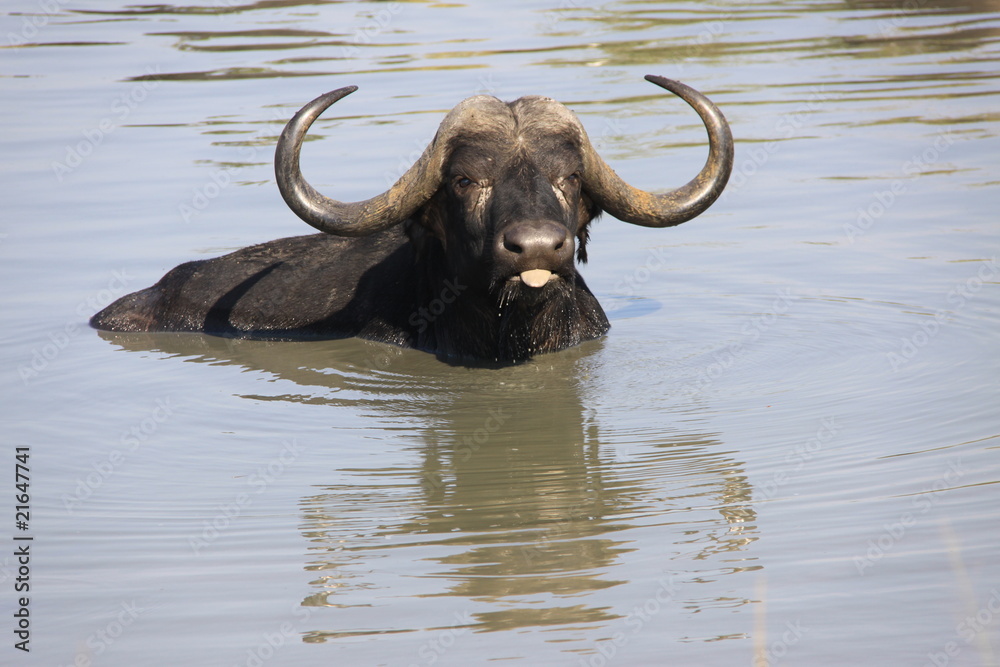 Cape Buffalo bathing