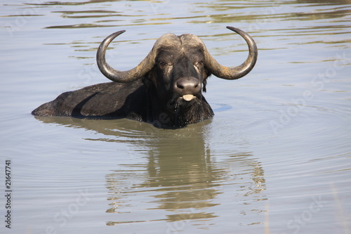 Cape Buffalo bathing © markoflaherty