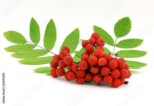 Red rowanberry