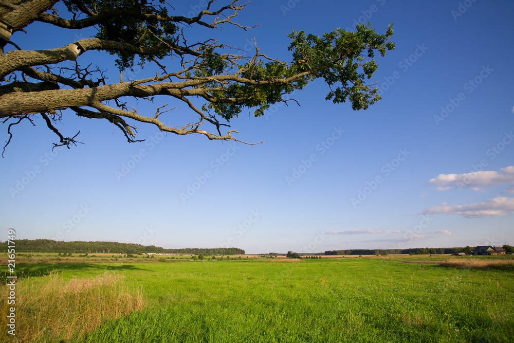 Old oak