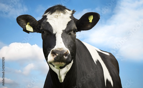 Cow against blue sky