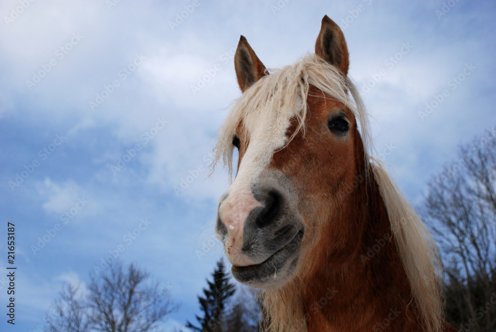 Fototapeta premium Hard-mouthed horse