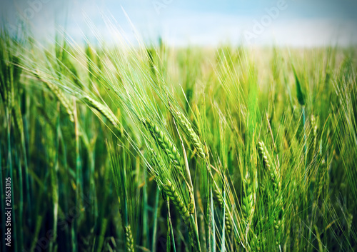 Field of wheat. Shallow depth-of-field