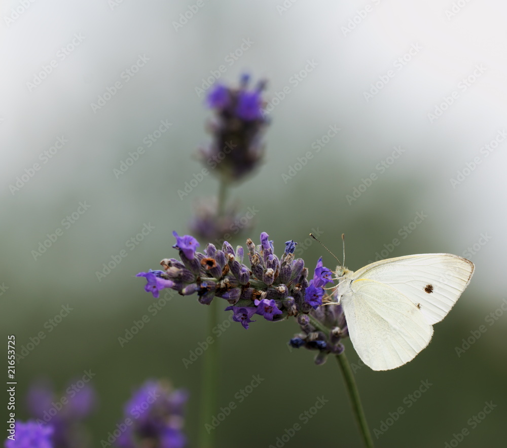 Lavender flowers and White butterfly Lavender flowers and White butterfly