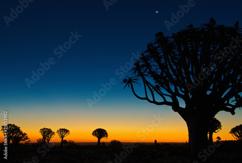 Köcherbäume im südlichen Afrika - Abendlicht