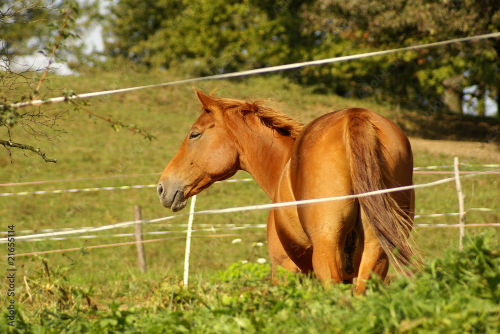 Fototapeta premium Pferd auf Weide