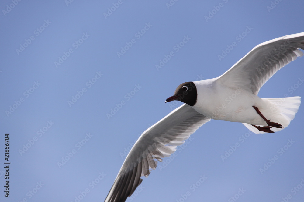 seagull