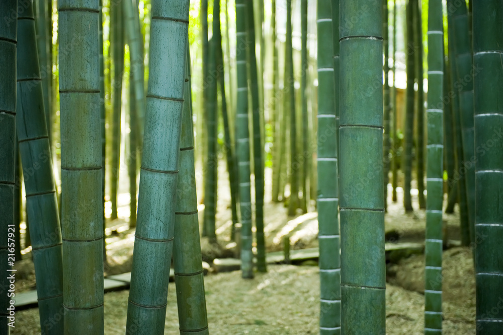 Fototapeta premium Kamakura, Bamboo Forest