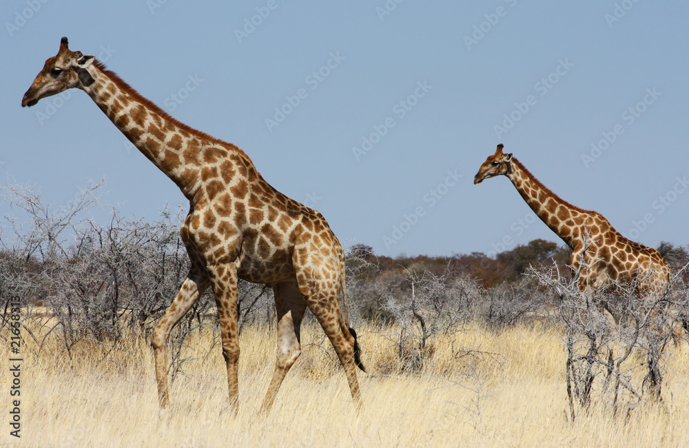 Obraz premium Group of giraffes