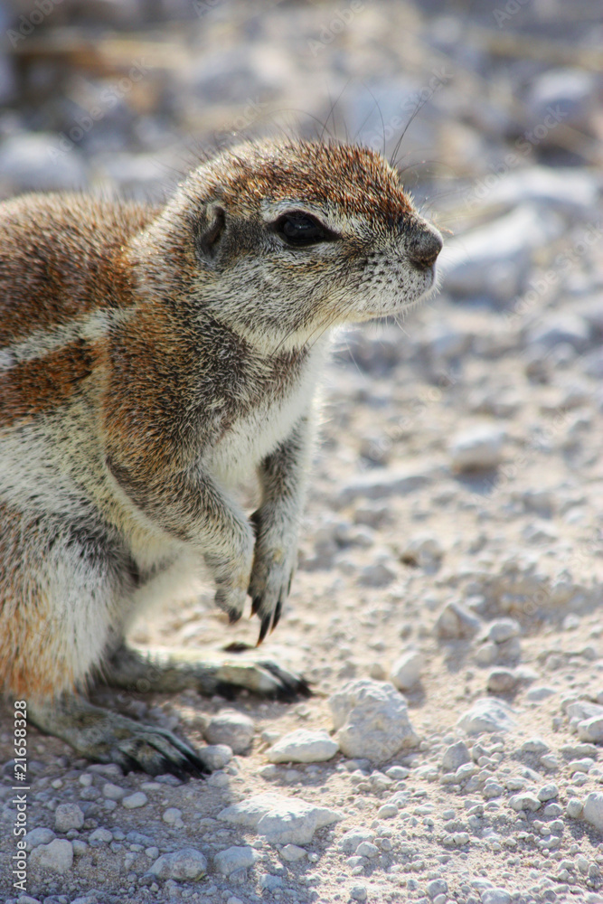 Naklejka premium Cape Ground Squirrel (Xerus inauris)