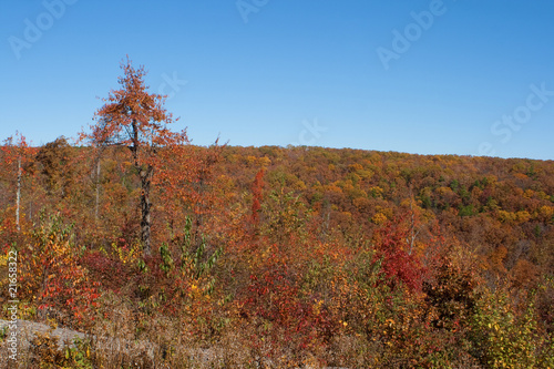 Hillside in the fall