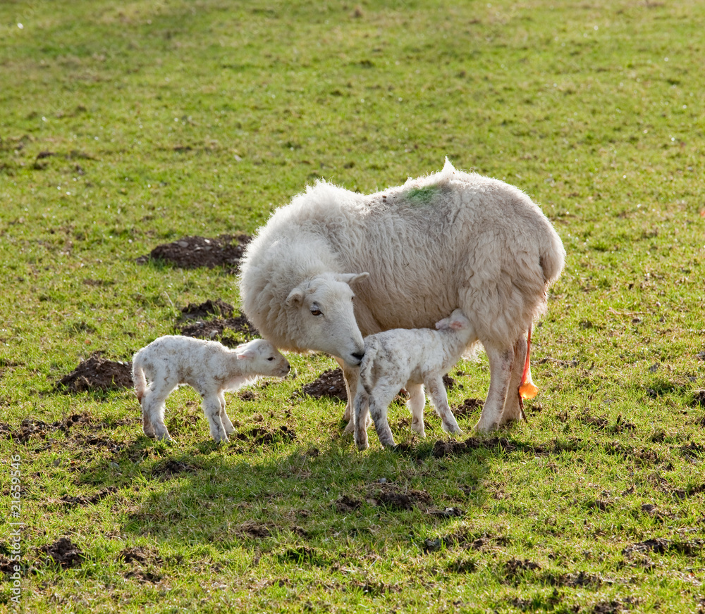 Fototapeta premium New born lamb twins with mother