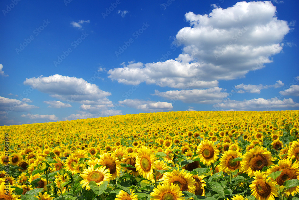 Obraz premium sunflower field