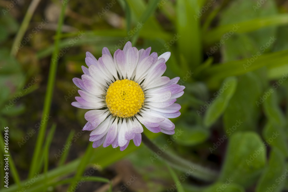 Daisy Flowers in a Garden