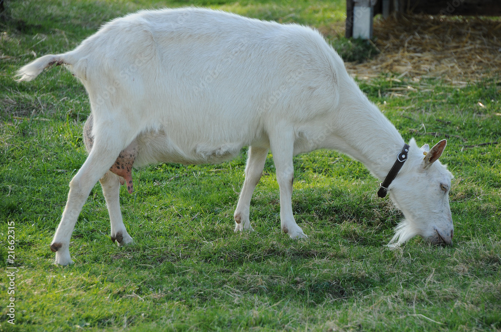 Fototapeta premium Ziege Ziegenmilch Nutztier