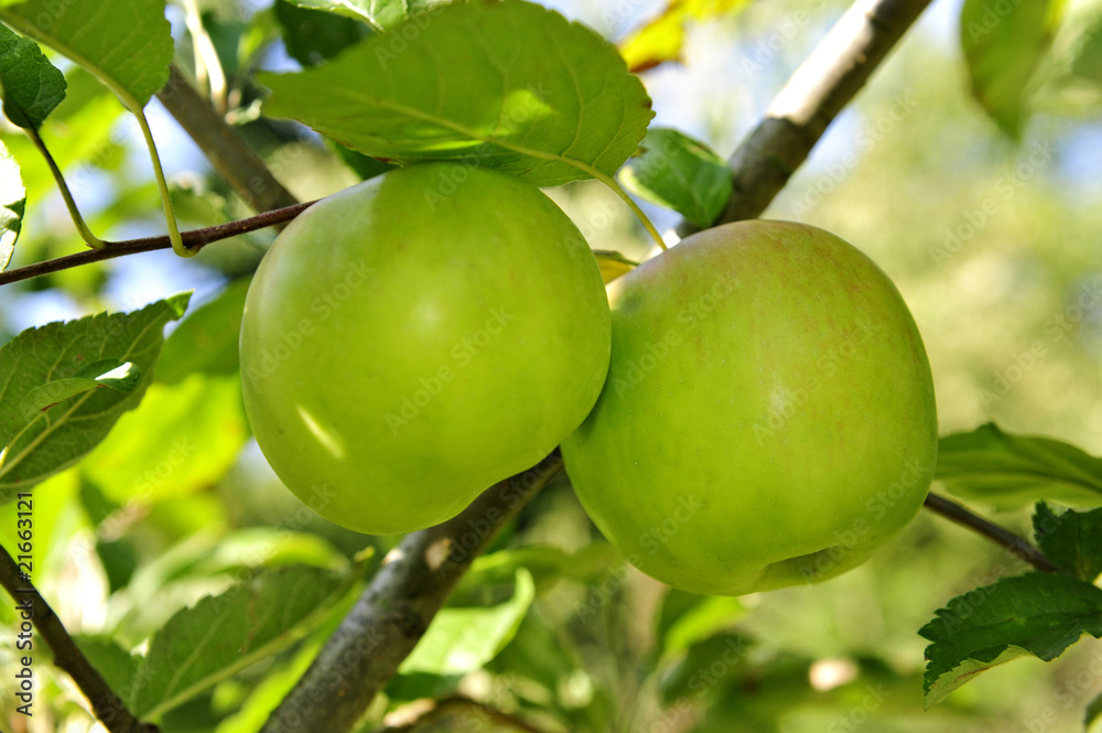 apfel