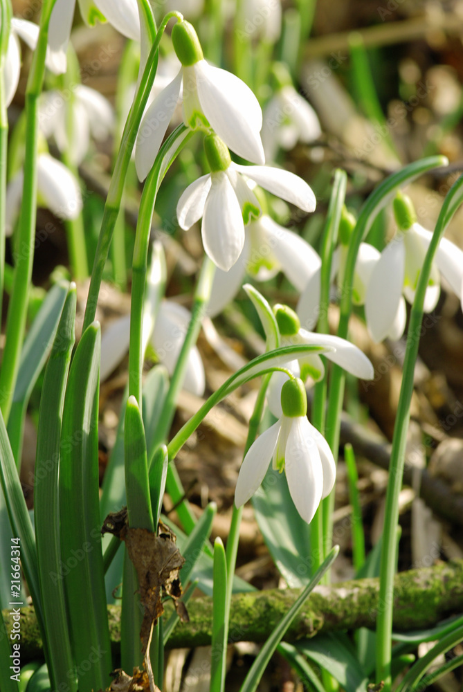 Obraz premium Snowdrop Flowers