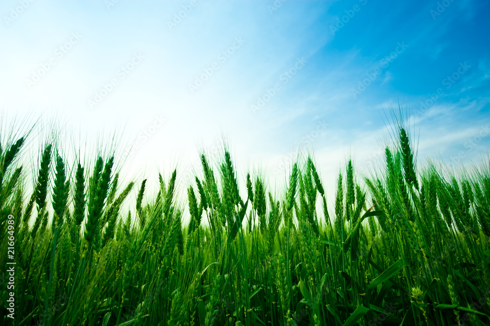 Obraz premium Wheat field