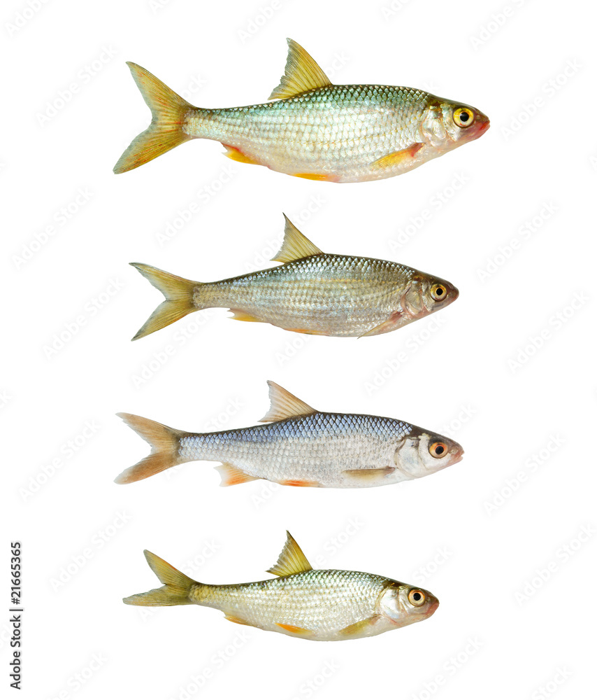 Fresh roach fish collection isolated on white background
