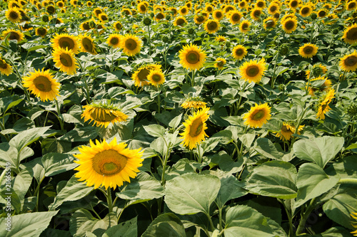 sunflowers growing on a far...