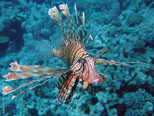 Lionfish © lilithlita