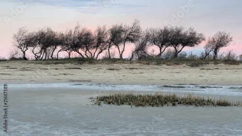 Arbres isolés du bassin d'arcachon