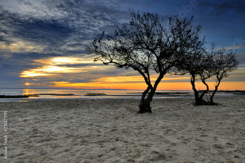 deux arbres au coucher sur le bassin d'arcachon