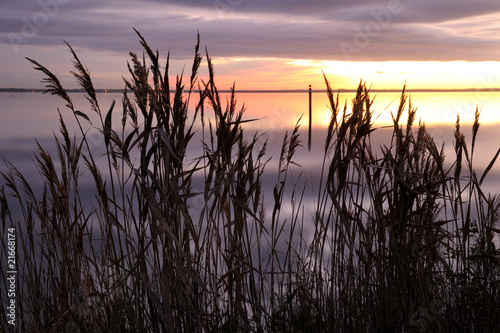 Roseaux au coucher de soleil sur le bassin d'arcachon