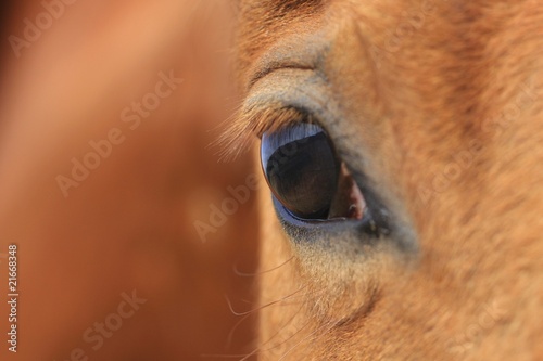 Le regard de mon ami