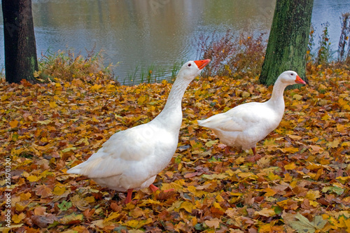 Geese