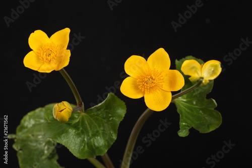 Sumpfdotterblume photo