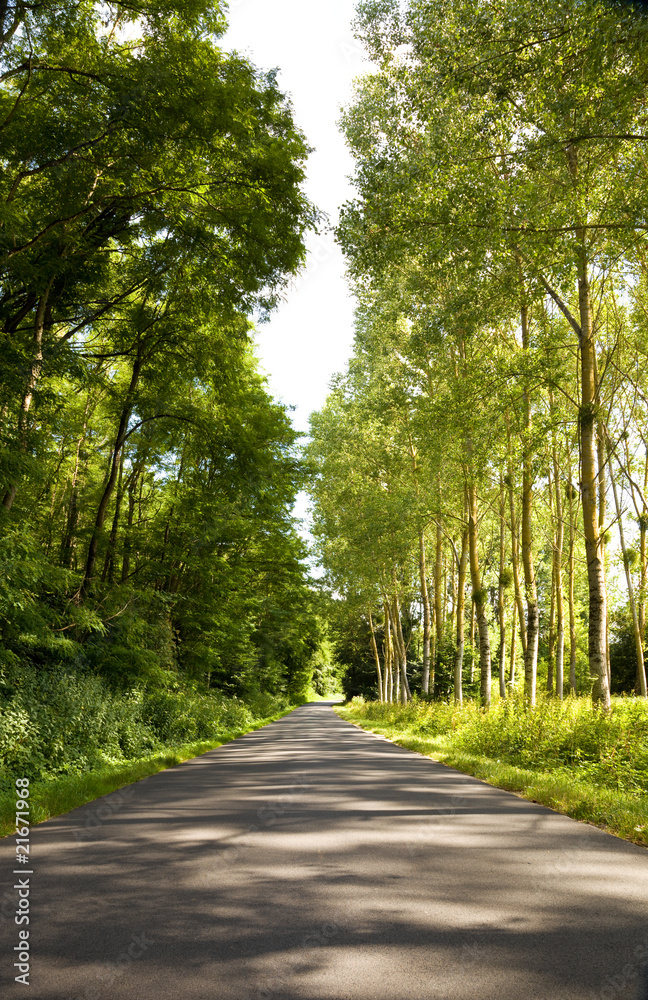 Roadway trough a thick forest in a sunny day