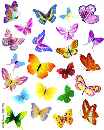 set of different butterflies