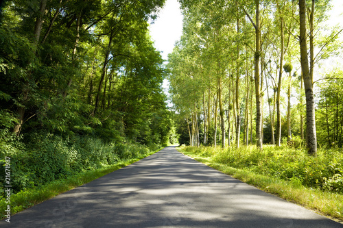 Roadway trough a thick forest in a sunny day