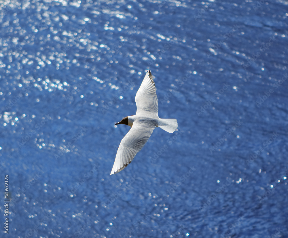 Flying seagull over sea waves Flying seagull over sea waves