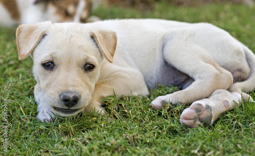 Young labrador puppy resting in the garden Young labrador puppy resting in the garden