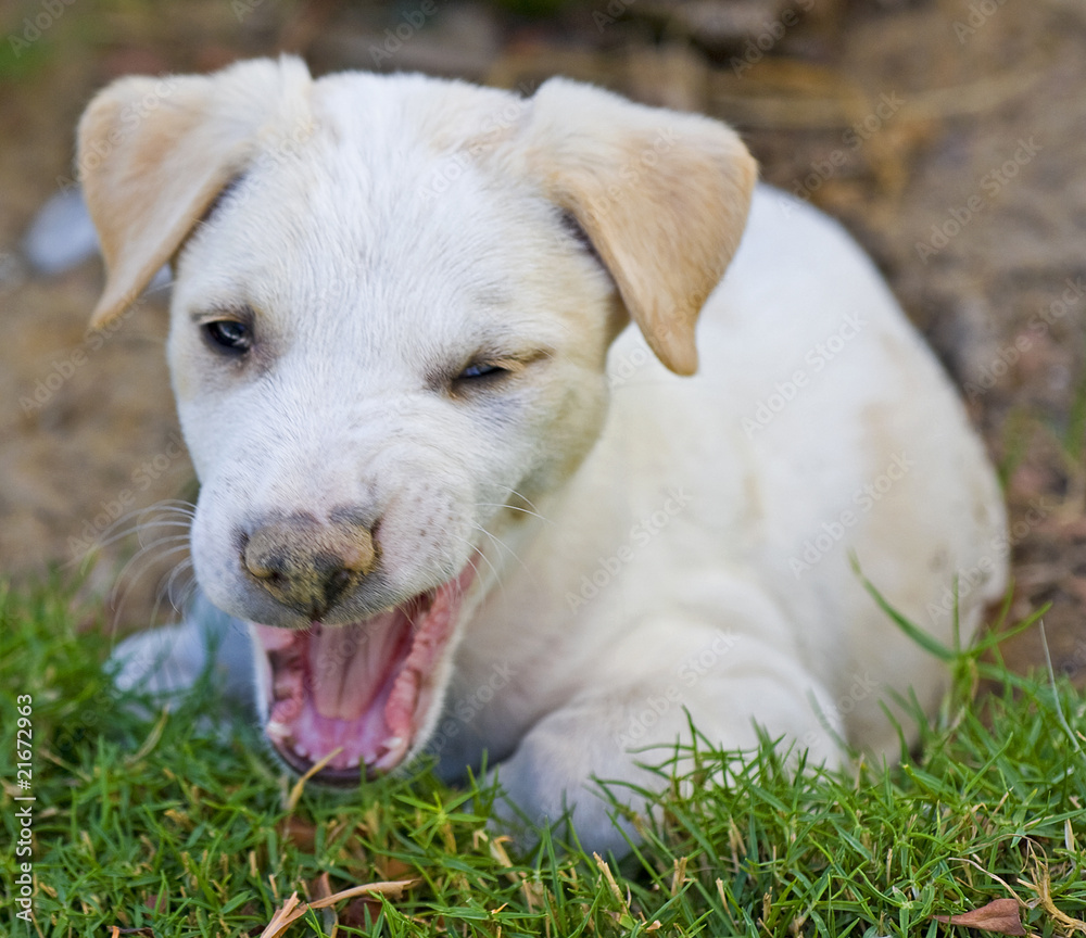 Young labrador puppy yawning in the garden