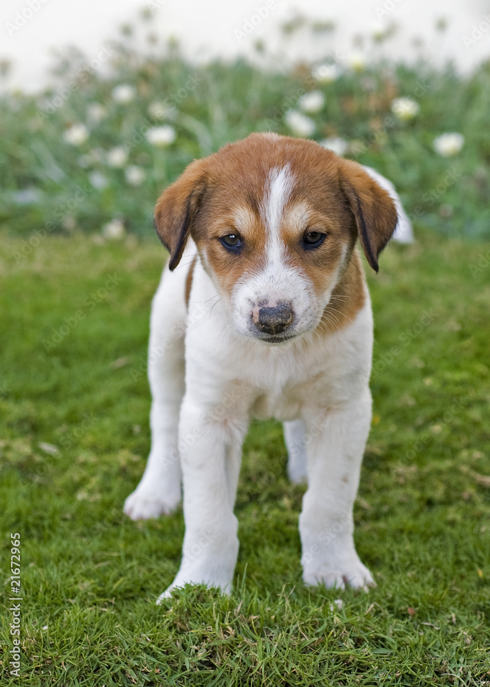 Young beagle puppy in the garden Young beagle puppy in the garden