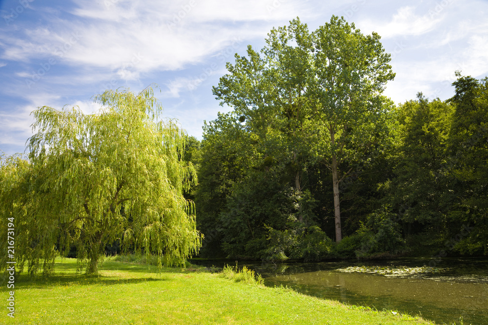 Willow at riverside in a sunny day