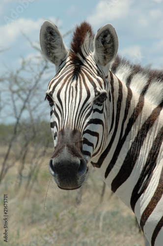 Zebra