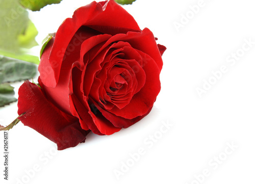 Fototapeta Naklejka Na Ścianę i Meble -  Day Valentine red rose and empty space for text