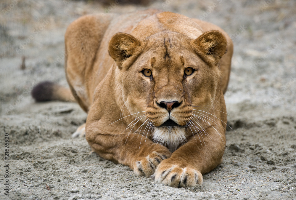 Fototapeta premium lioness