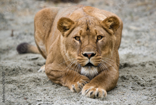 lioness