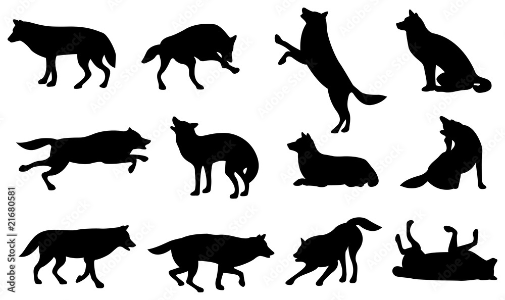 Fototapeta premium wolf silhouette