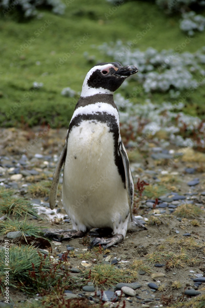 Fototapeta premium Magellanic Pinguin