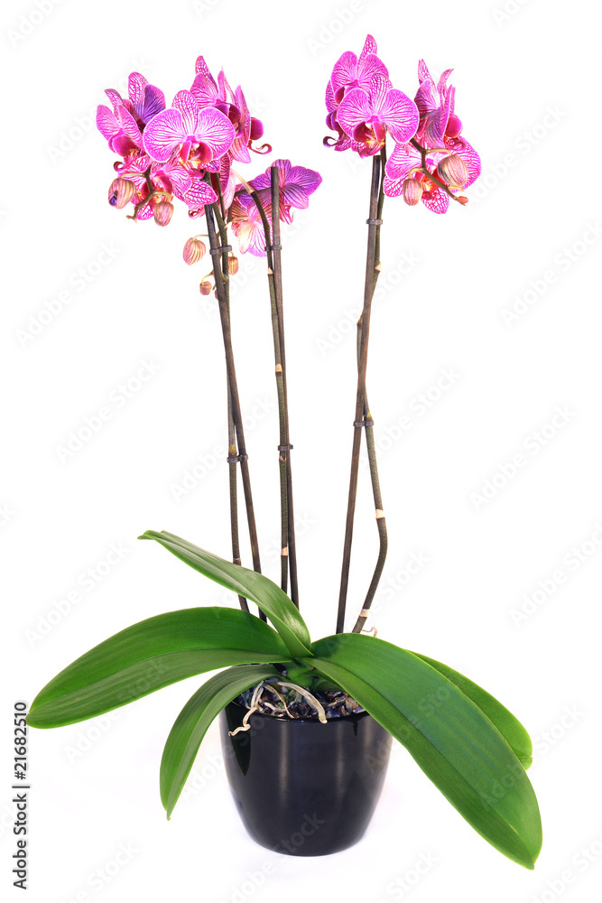 Orchidea in vaso