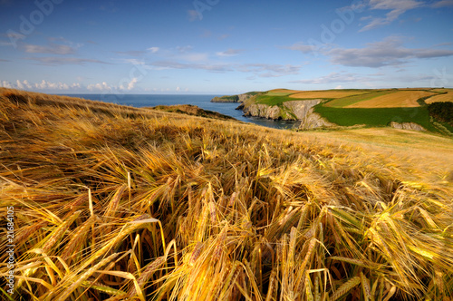 Golden grains of Irish fields